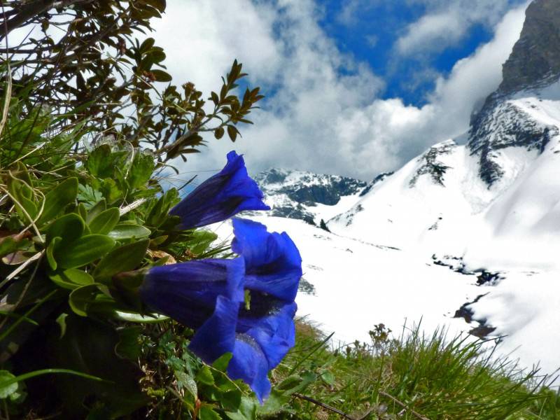Blumenzauber in den Allgäuer Alpen Symbolfoto