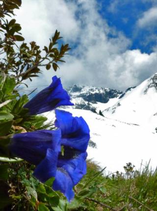 Blumenzauber in den Allgäuer Alpen Symbolfoto