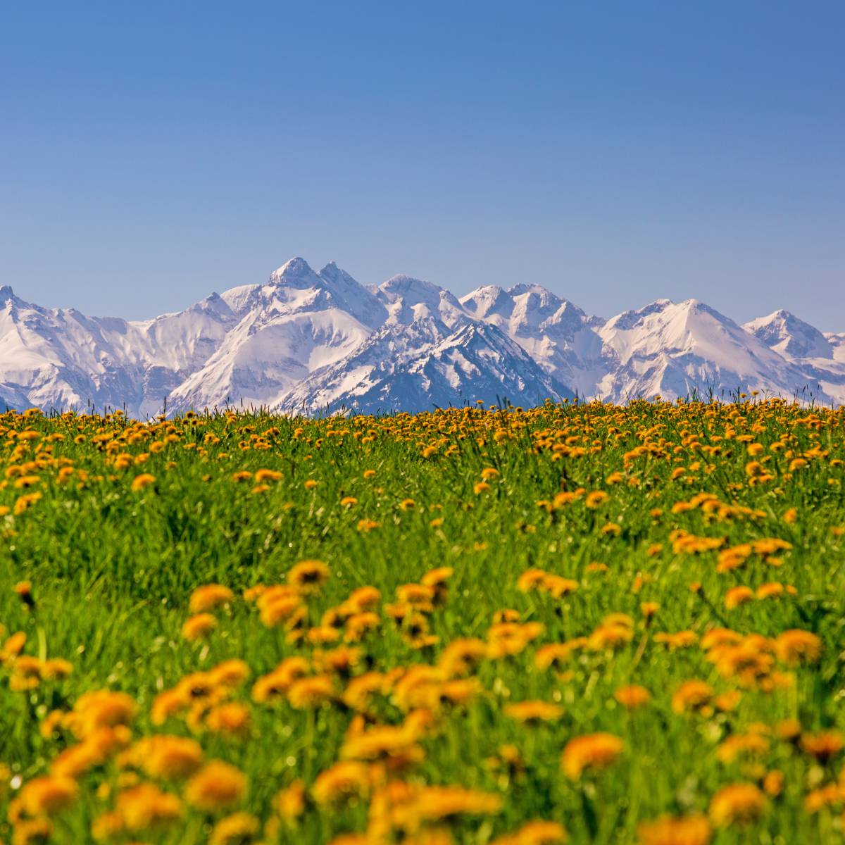 Frühling im Allgäu - Bergwiese mit Berglandschaft
