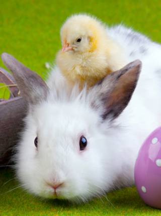 Die Tage rund um Ostern Symbolfoto