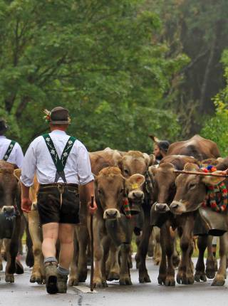 Viehscheid im Oberallgäu Symbolfoto