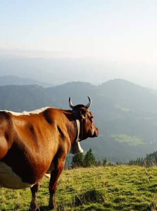 Viehscheid im Allgäu – Die Rückkehr der Rinder Symbolfoto