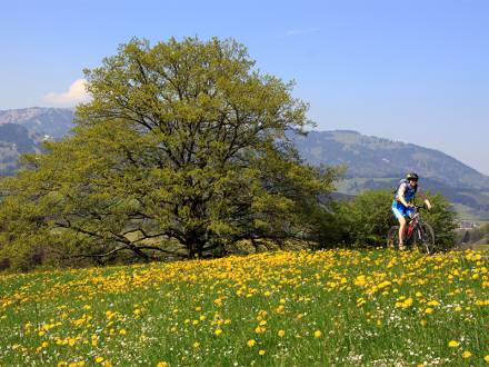 Sommer im Allgäu - Aktiver Fahrradfahrer in Sommerlicher Berglandschaft