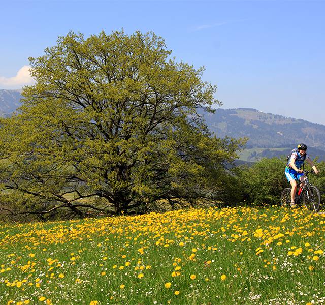 Outdoor sports in the Allgäu - Parkhotel Burgmühle