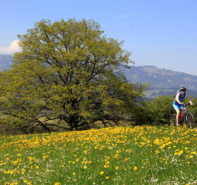 Sommer im Allgäu - Aktiver Fahrradfahrer in Sommerlicher Berglandschaft
