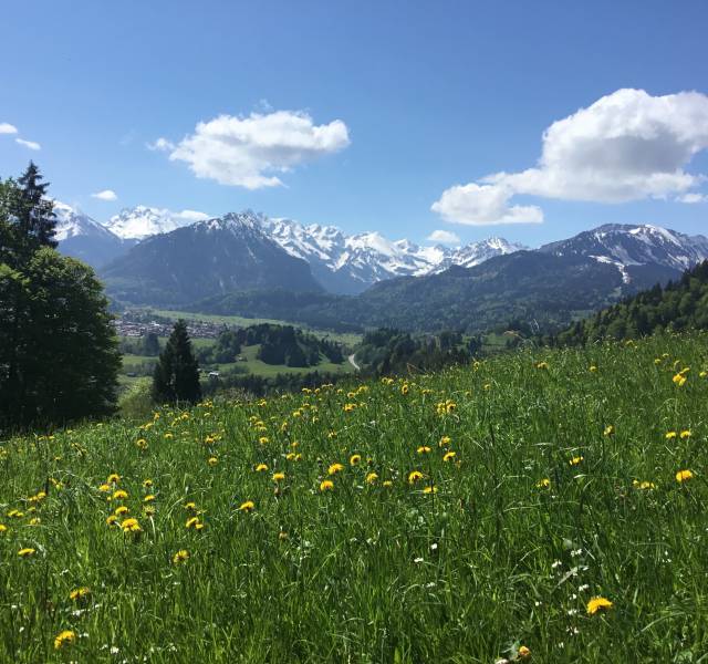 Sommerlandschaft mit Bergwiese im Allgäu 