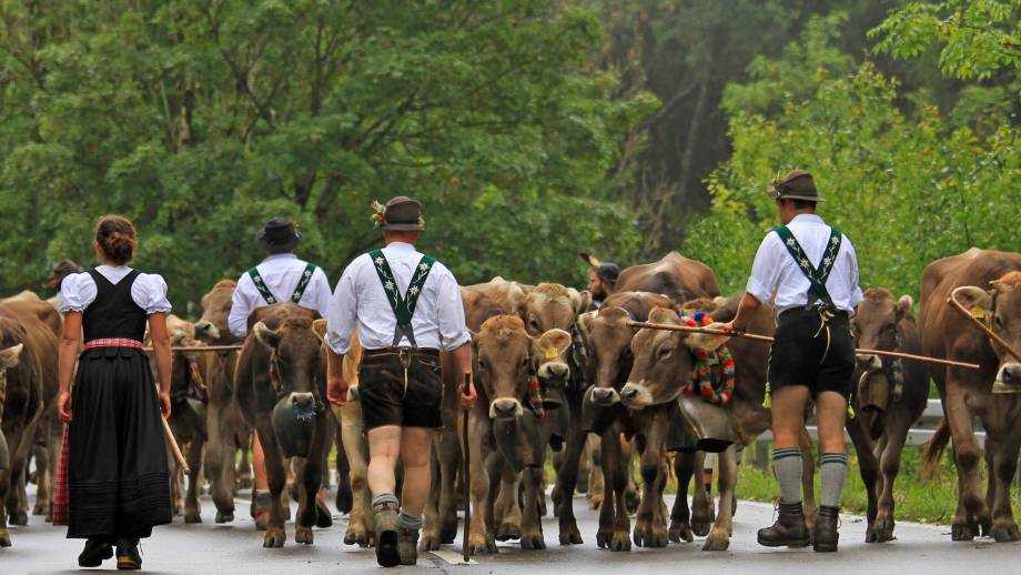 Viehscheid im Oberallgäu Symbolfoto