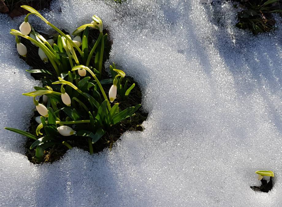 Der Frühlingsanfang Symbolfoto