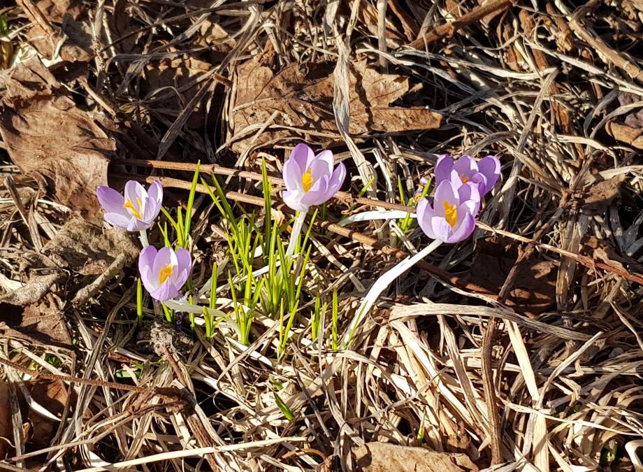 Der Frühlingsanfang Symbolfoto