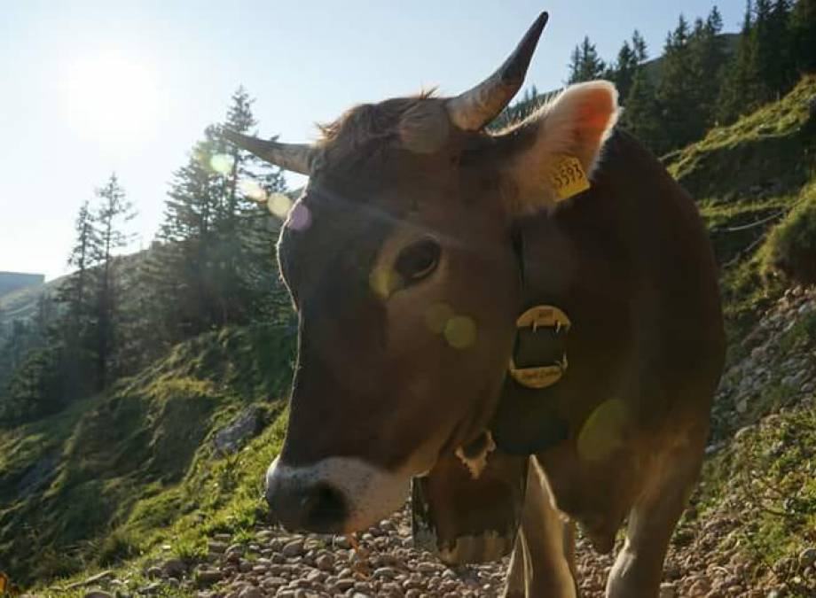 Viehscheid im Allgäu – Die Rückkehr der Rinder Symbolfoto