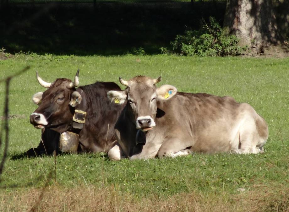 Viehscheid im Allgäu – Die Rückkehr der Rinder Symbolfoto