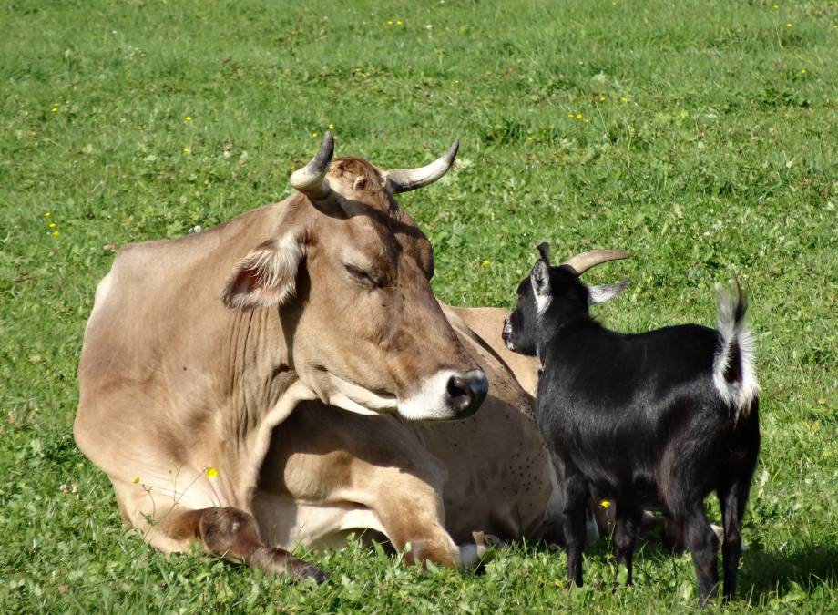 Viehscheid im Allgäu – Die Rückkehr der Rinder Symbolfoto